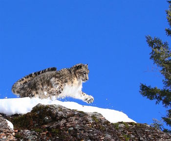 Low angle view of snow leopard jumping over rocks against clear blue sky