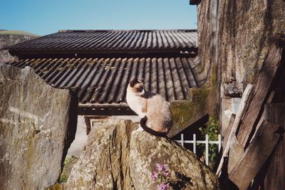 Cat on rock against house roof