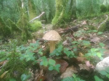 Close-up of mushroom growing in forest