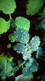 Close-up of water drops on plant leaves