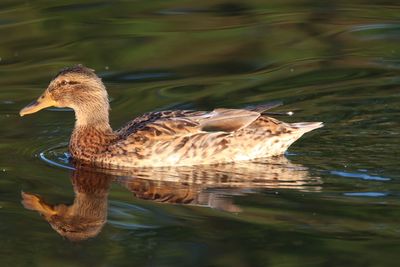 Side view of a duck in lake