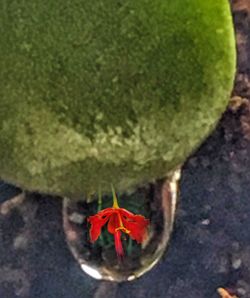 High angle view of ladybug on flower