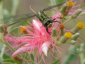 Close-up of butterfly pollinating on pink flower