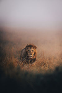 Close-up of lion on field