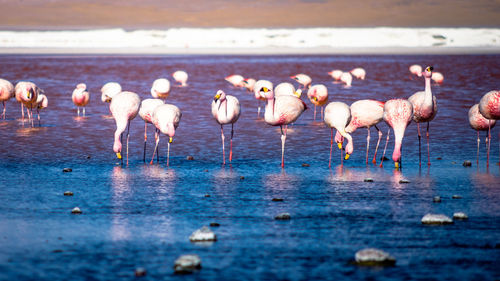 Flock of birds in lake