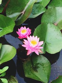 Close-up of lotus water lily in pond