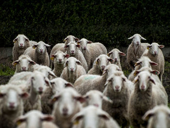 Close-up of sheep