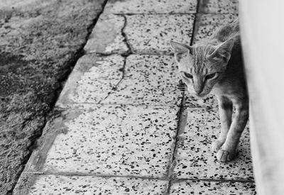 High angle view portrait of cat on footpath