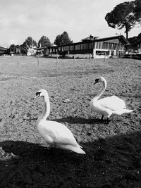 Swans on a field