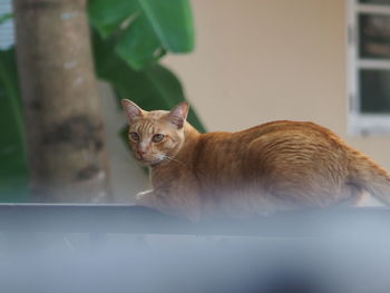 Portrait of a cat