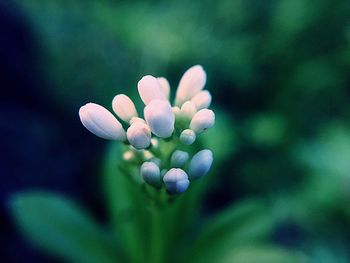 Close-up of white flowering plant