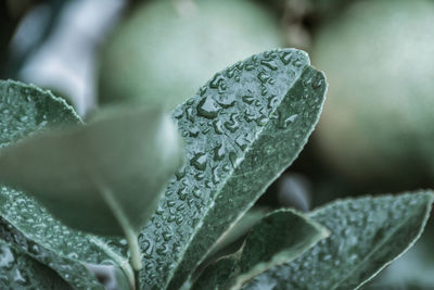 Close-up of raindrops on leaves