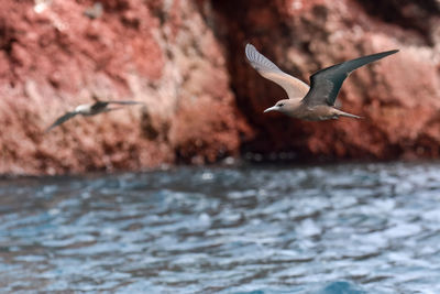 Seagull flying over sea