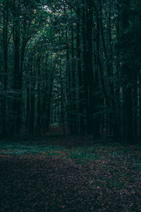 Trees growing in forest
