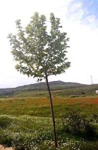 Tree on field against sky