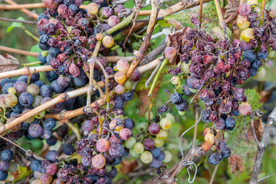 Close-up of grapes growing in vineyard