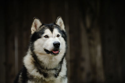 Close-up portrait of a dog looking away