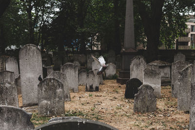 View of an animal on cemetery