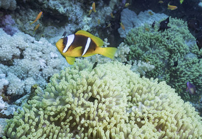 Close-up of fish swimming in sea