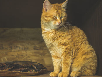 Close-up of a cat looking away