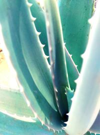 Close-up of cactus