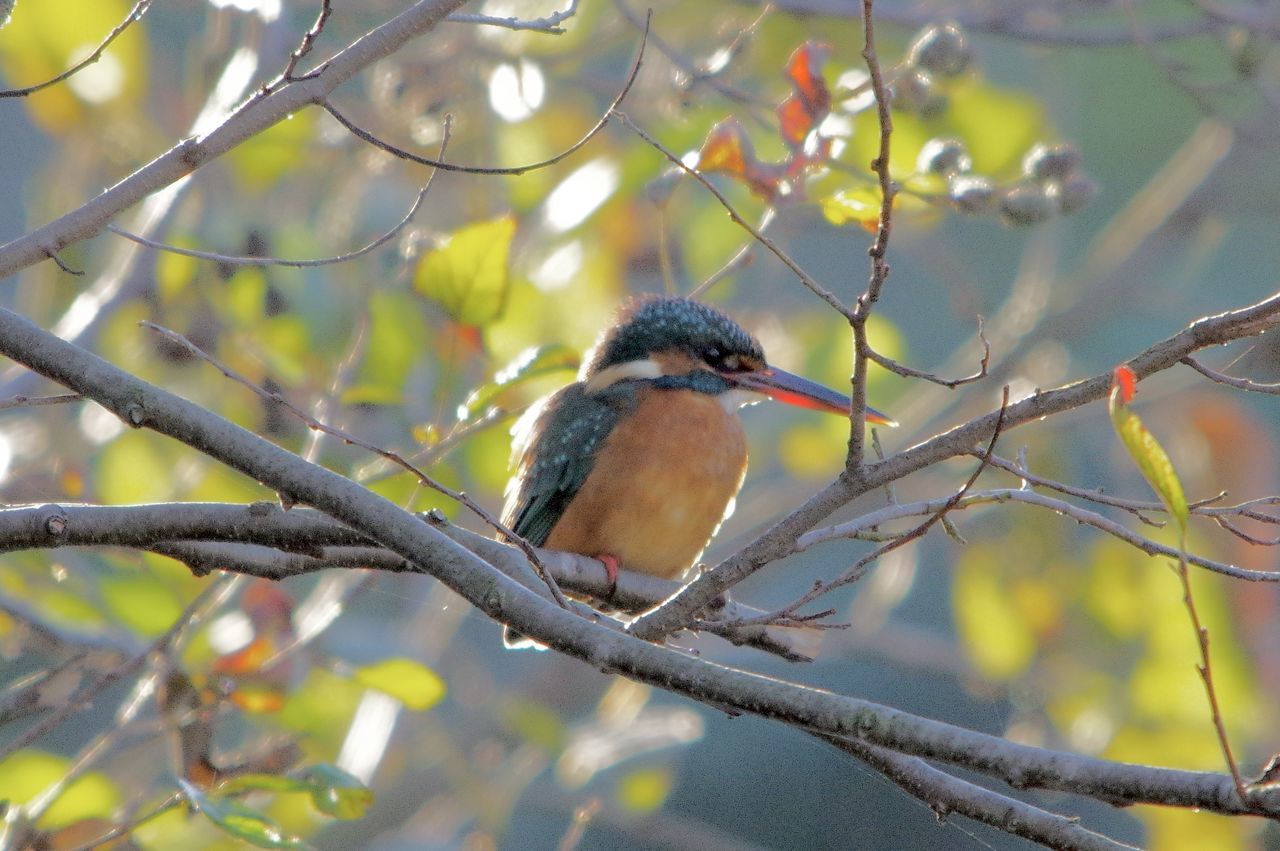 animal wildlife, animal themes, animal, bird, tree, wildlife, branch, plant, nature, perching, one animal, beauty in nature, beak, no people, outdoors, wilderness, tourism, environment, leaf, plant part, nature reserve, yellow, focus on foreground, wilderness area, selective focus