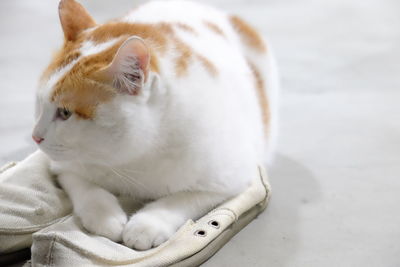Close-up of cat on white shoes