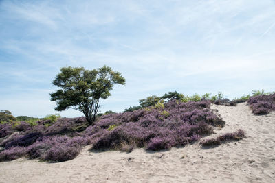 Trees on beach against sky