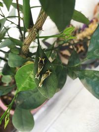 Close-up of insect on leaf