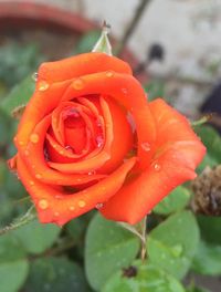 Close-up of wet red rose blooming outdoors