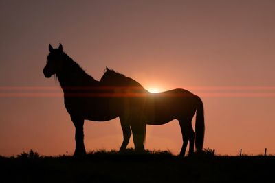 Horse standing on field against sky during sunset