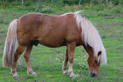 Horse grazing on field