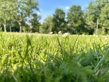 Close-up of grass growing on field