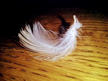 Close-up of feather on wooden table