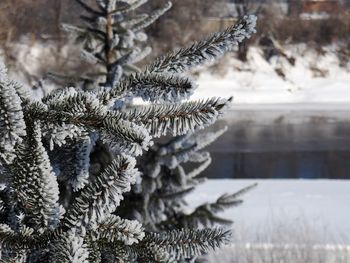 Close-up of pine tree during winter