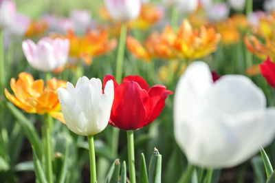 Close-up of white crocus flowers on field