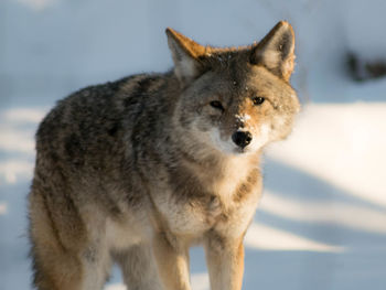 Close-up portrait of wolf on snow