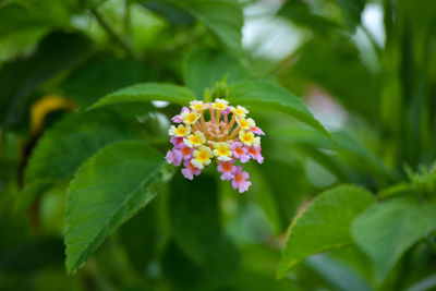 Close-up of flower on plant