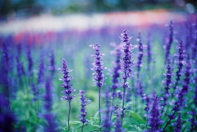 Purple flowers blooming outdoors