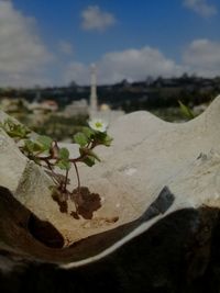 Close-up of plant growing on land against sky