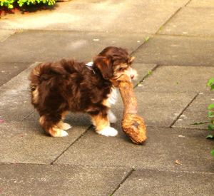 Dog on footpath