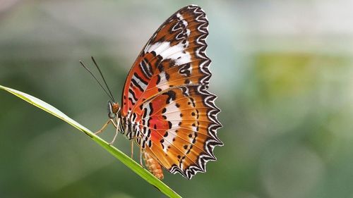 Butterfly pollinating flower