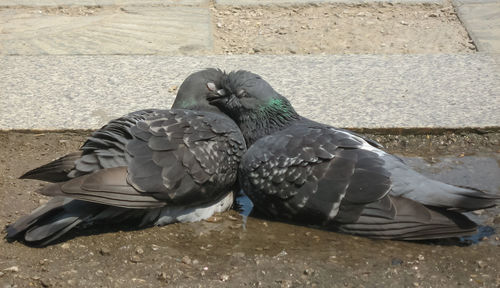 View of pigeons perching