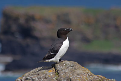 Close-up of razorbill  perching on rock