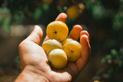 Close-up of hand holding fruit