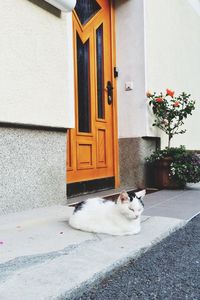 Cat resting on tiled floor