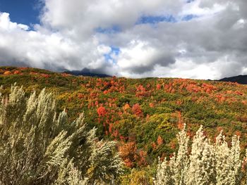 Scenic view of landscape against sky during autumn