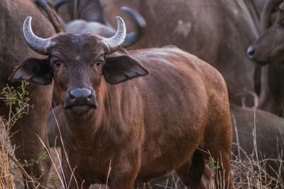 Portrait of water buffalo on field