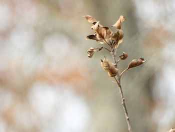 Close-up of dried plant
