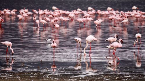 Flock of flamingo birds in lake